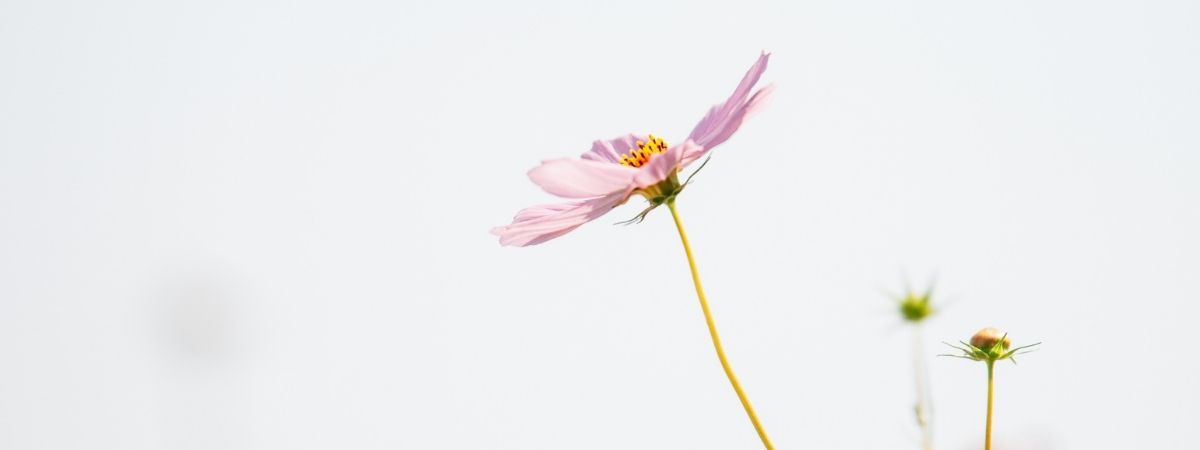 ציורים עם ניחוח פרחים מגזין אנה רדיס