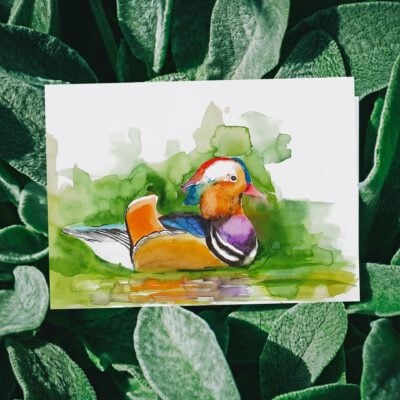 ברווז במים ציור מקורי ציפור ציורים אמנות אמנים ישראלים צבעי מים אקוורל אנה רדיס anna radis