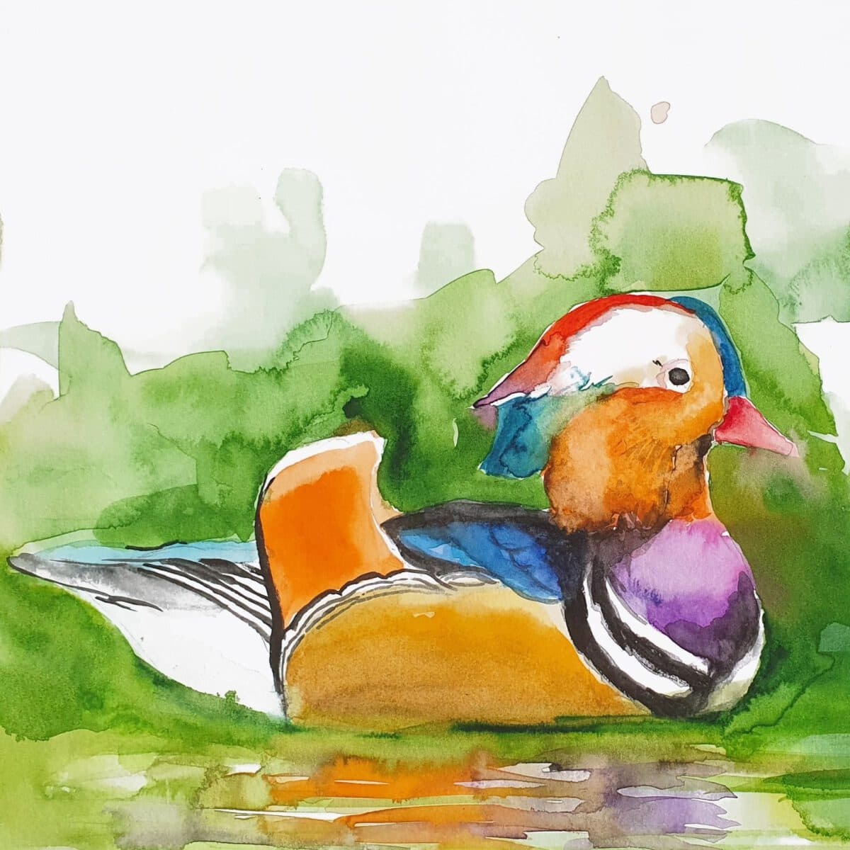 ברווז במים ציור ציפור מקורי ציפורים ציורים אמנות אמנים ישראלים צבעי מים אקוורל אנה רדיס anna radis