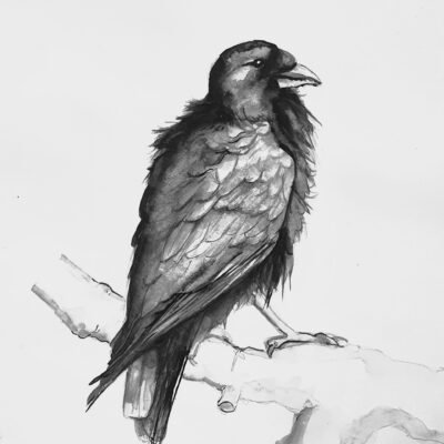 ציור עורב ציורי ציפורים ציור שחור לבן אמנים אמנים ישראלים ציורים ציפורים גלריה לאמנות אנה רידס anna radis