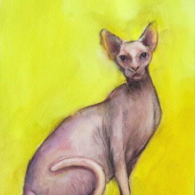 ציור חתול ספינקס-ציורי חתולים למכירה-ציורים לרכישה-ציורים בהזמנה-ציורי בעלי חיים-אנה רדיס-ANNA RADIS ART